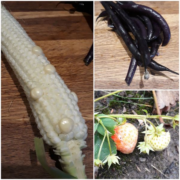 Allotment/Veg Patch Thread 16  Weather weirdness prevails !