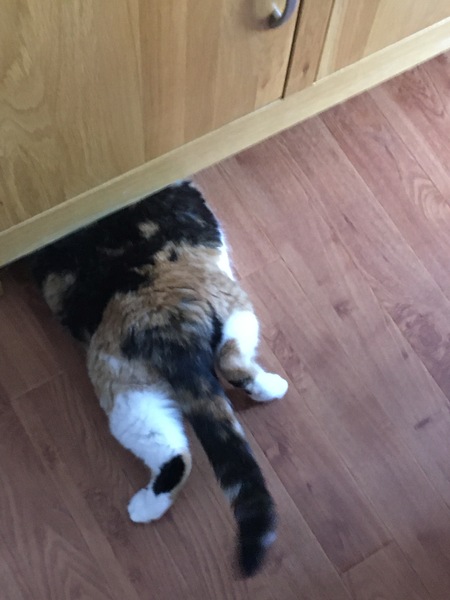 Could you please show me a really funny picture of your cat?