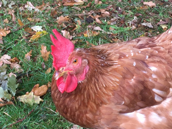 Betsy may be Bertie??