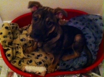 I want a puppy...spam me with pics instead please