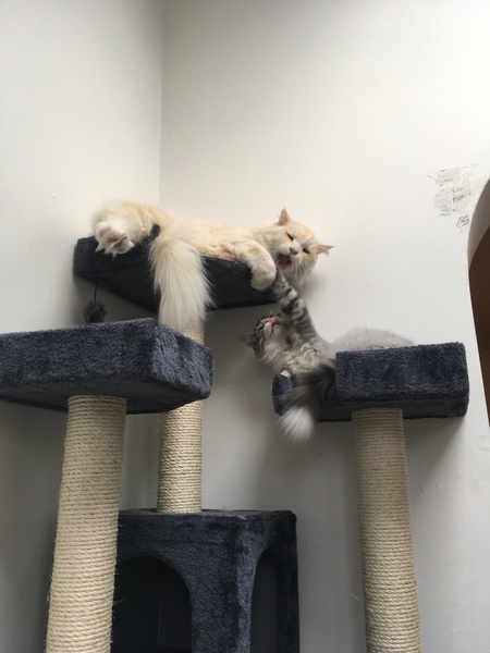 She used the purpose bought cat bed!