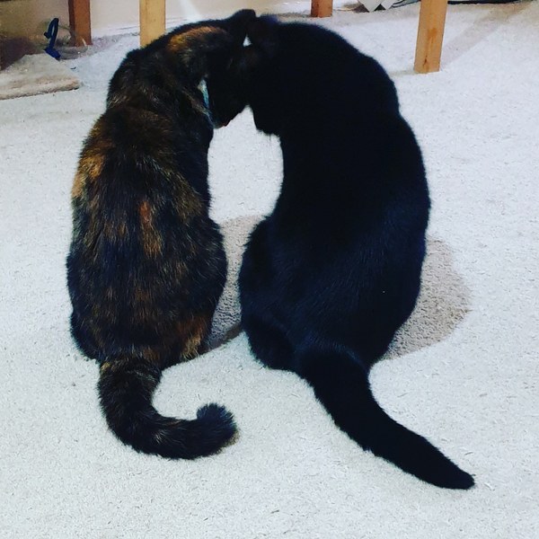 Show me your kitties