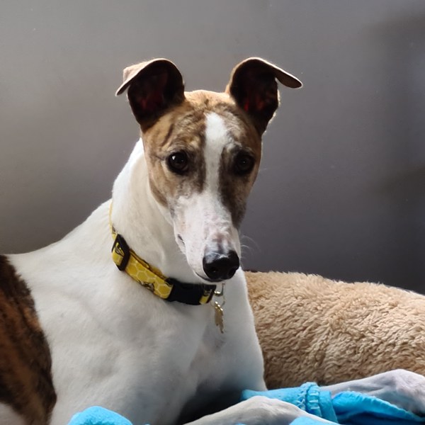 Greyhounds