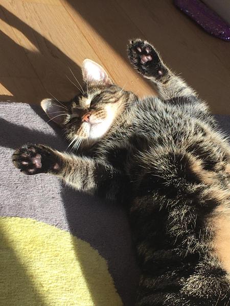 Can I train my cat to stop waking me up?