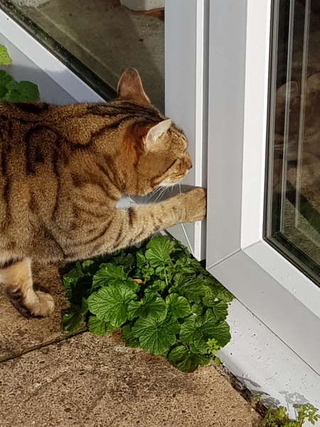 Thug cat part 3.  Unbidden guests are often welcomest when they are gone.