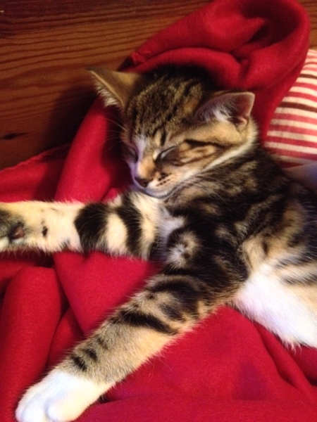 One of our cats miaows A LOT