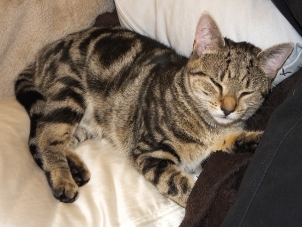 Cats. As they are so popular on here (usually), can I please ask...