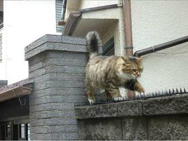 Keep your filthy disgusting cats at home!