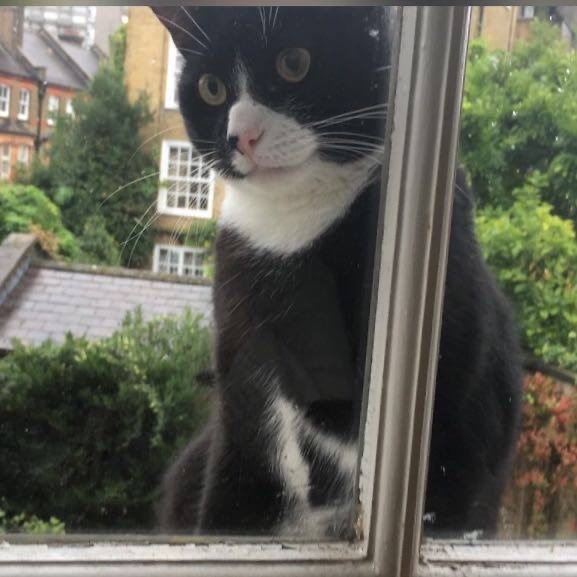 Could you please show me a really funny picture of your cat?