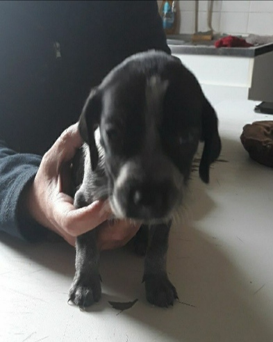 Recommend me a dog
