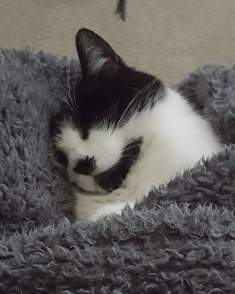 Oh to be a cat!