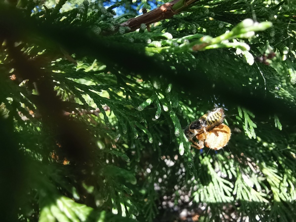 Can anyone ID this spider? (trigger warning - pic attached)