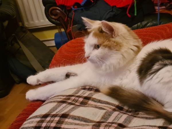 A strange cat has just climbed into my bedroom