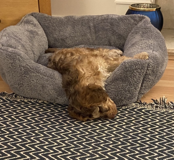 My puppy has no name - help