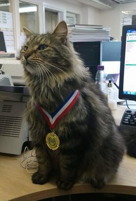 Could you please show me a really funny picture of your cat?
