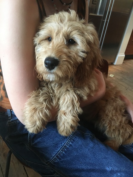 What dogs are as friendly, biddable and solid as a lab?