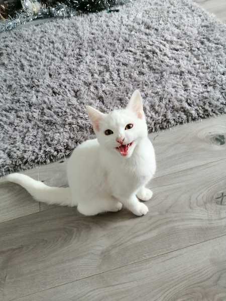 Meet my new little chap.....