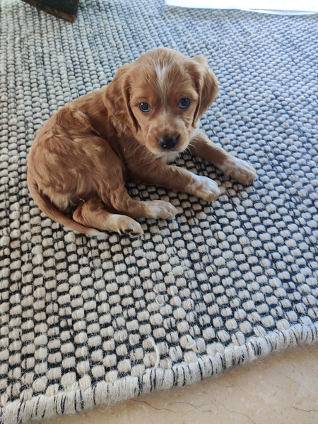 Help 5 week old puppy