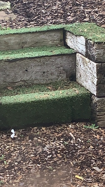 Rats in the garden