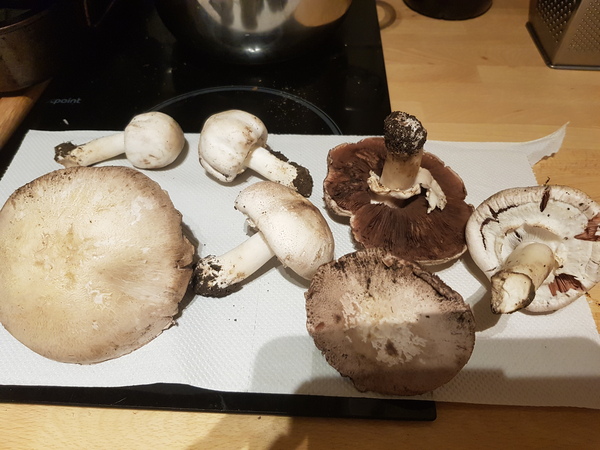 Are these horse mushrooms and edible?