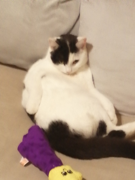 Could you please show me a really funny picture of your cat?