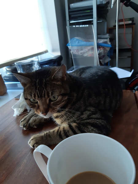 What's your DCat up to today? (Thread 8)