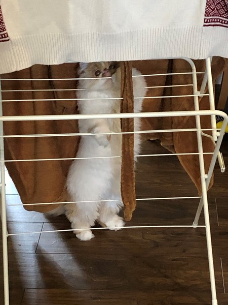 My kittens have gone crazy today....(sort of light hearted) but Help!!!