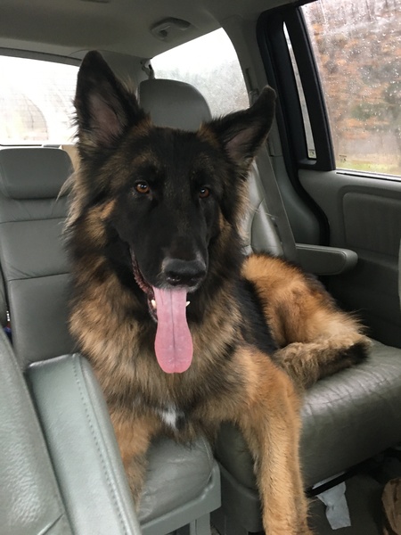 My dog is the best dog