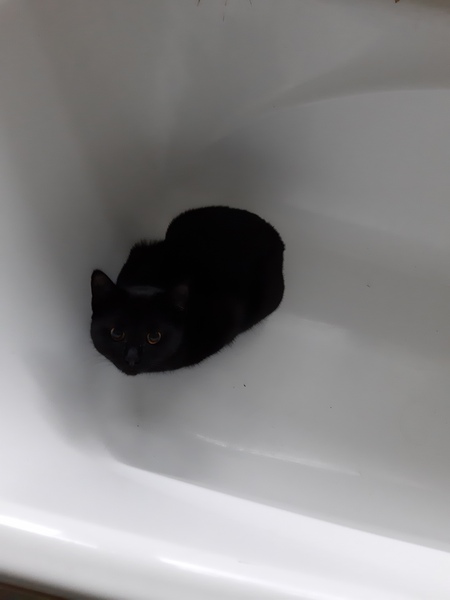 It's national black cat day today