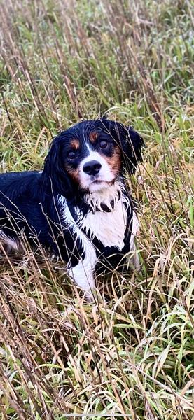 Cavalier King Charles