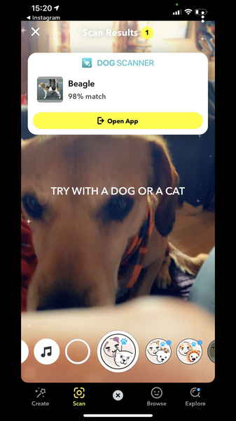 Dog DNA - any guesses?