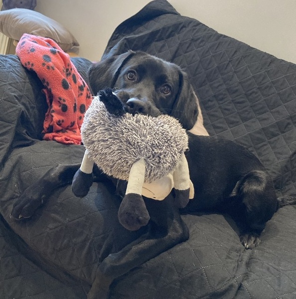 Puppy survival thread *September!*