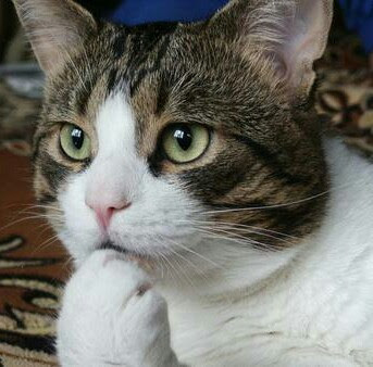 Cats. As they are so popular on here (usually), can I please ask...