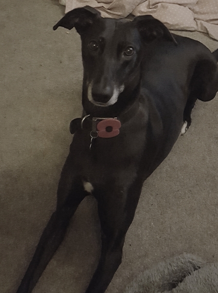 To ask you to tell me about your pets?