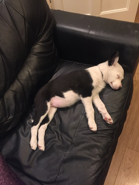 I want a puppy...spam me with pics instead please