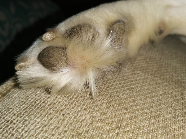 To ask what your dog's feet smell of??