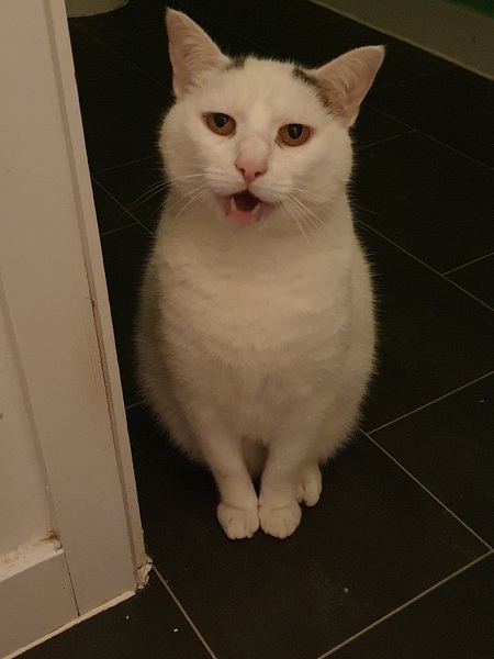 Ancient cat thread anyone?