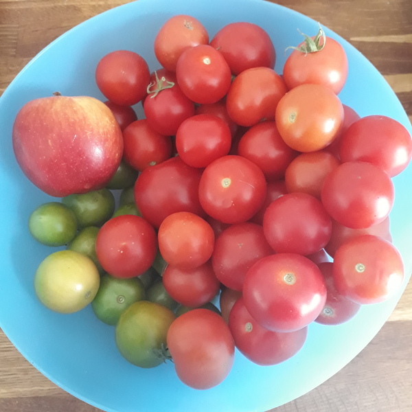 Allotment/Veg Patch Thread 16  Weather weirdness prevails !