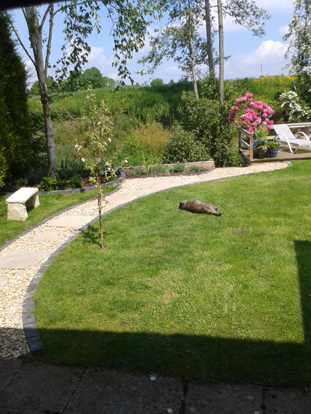 10 metre long garden? And north facing?
