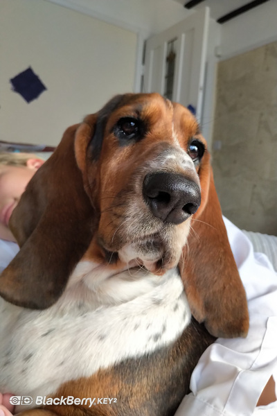 Dog Cuddles