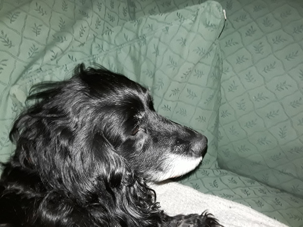 Please tell me about your working cocker spaniel