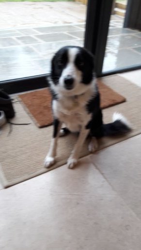 Border Collies owners/lovers
