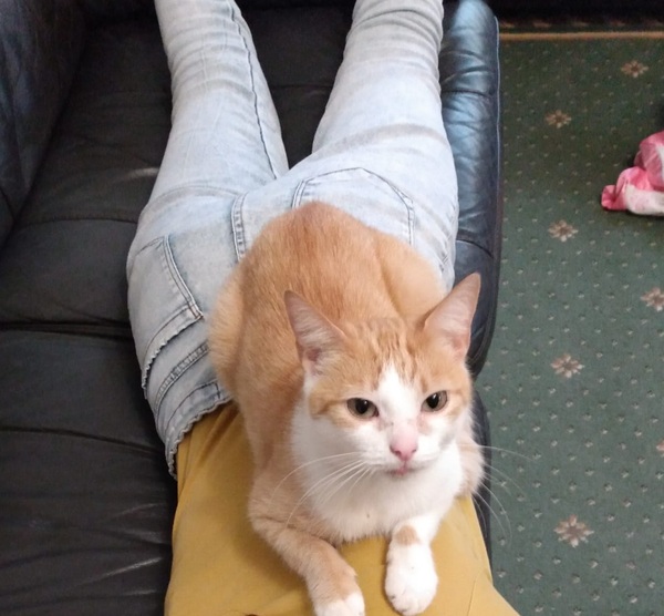 Guess the sex of the cat from their face thread