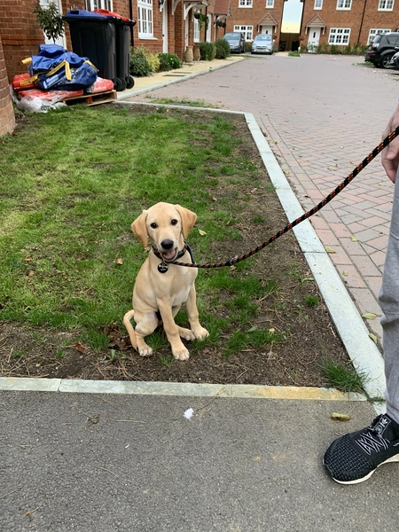 Puppy survival thread *September!*