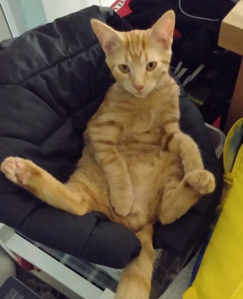 Captain V, Paws, catnip or dreamies?