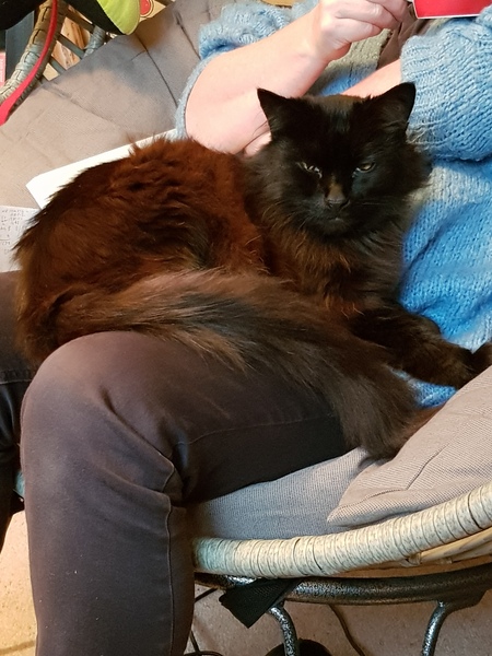 What's your DCat up to today? (Thread 8)