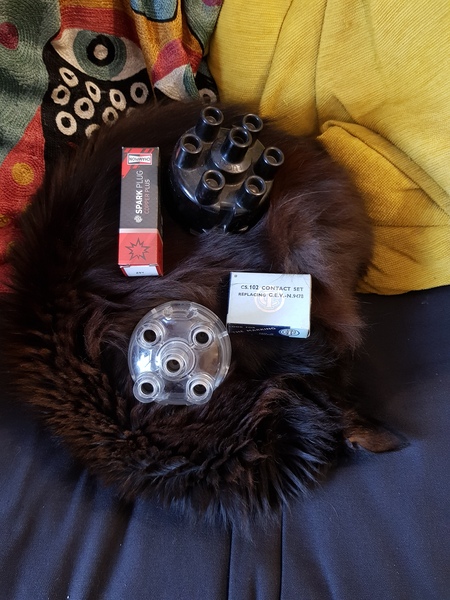 What's your DCat up to today? (Thread 8)
