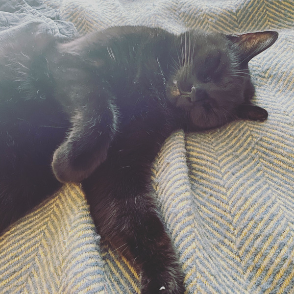It's national black cat day today