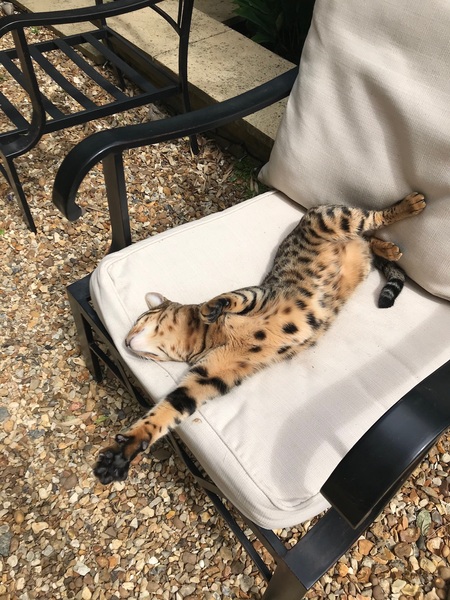 One of our cats miaows A LOT