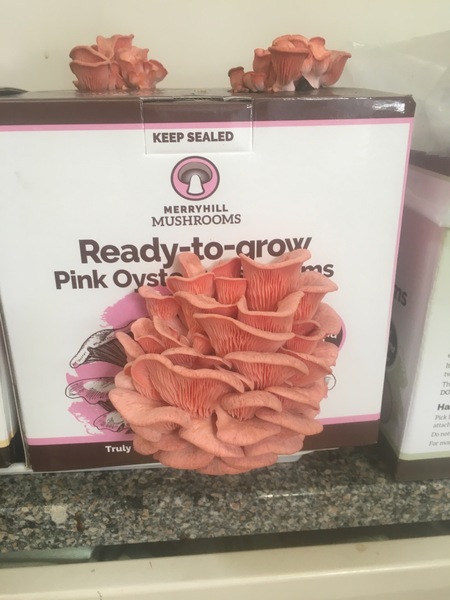 Mushroom growing kits. Any  good?